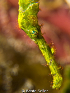 Halameda Ghost Pipe Fish by Beate Seiler 
